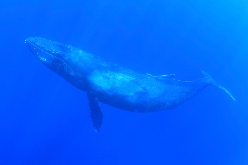 クジラ 徳之島ホエールアドベンチャー