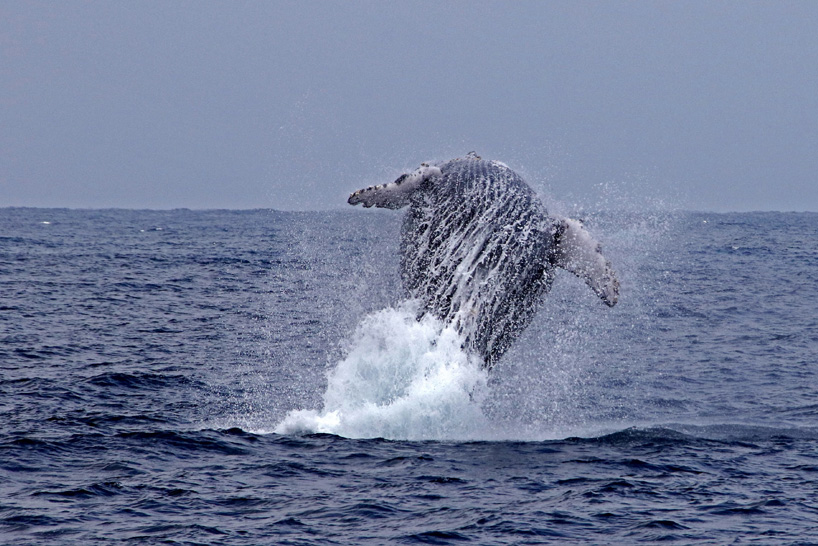 クジラ 徳之島ホエールアドベンチャー