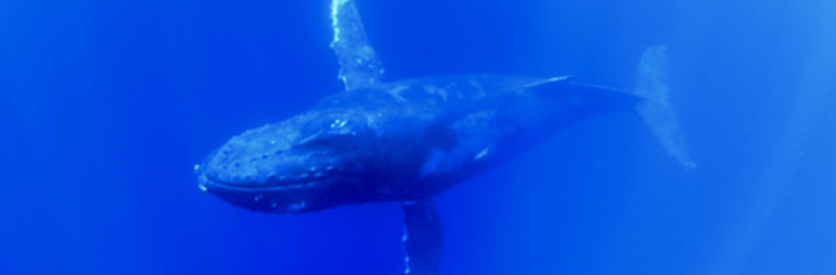 徳之島のクジラについて
